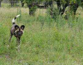 Lolly and Lola – Wild dog sisters grow in confidence!