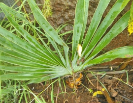 Threatened flora species at UmPhafa Reserve – The Bushman’s Poison Bulb