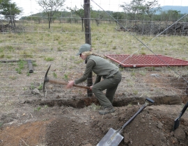 Work reaches final stages on the carnivore boma