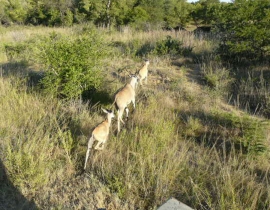 UmPhafa welcomes the world’s largest antelope to its land!