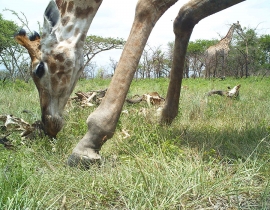 Close ups of the residents on UmPhafa Reserve!