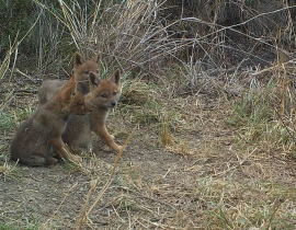 Jackal pups reported by ranger at UmPhafa!