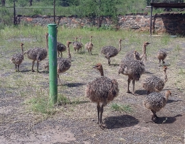 Ostrich chicks given a helping hand