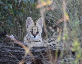 Young serval spotted on the UmPhafa Reserve!