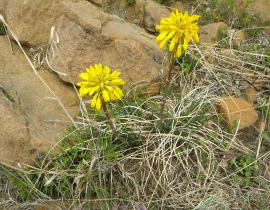 Threatened flora species at UmPhafa Reserve – Soap Aloe
