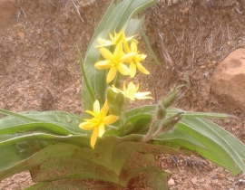 Threatened flora species at UmPhafa Reserve – The Star Flower