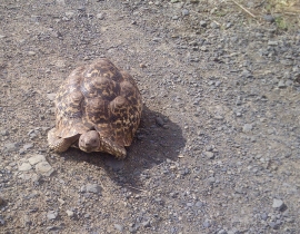 Special sighting at Colchester Zoo’s UmPhafa Reserve!