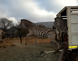 First Zebra Released onto the Second Portion of UmPhafa