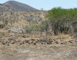 Fences come down at UmPhafa Reserve