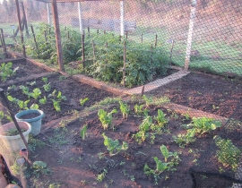 Our veggie garden