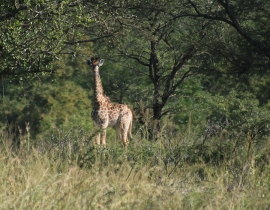 New Calf Born to Second Giraffe Population