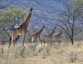 Baby boom for the giraffe at Colchester Zoo’s UmPhafa Reserve!