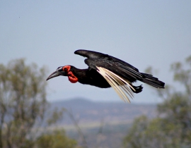 Hornbills spotted at Colchester Zoo’s UmPhafa Reserve!