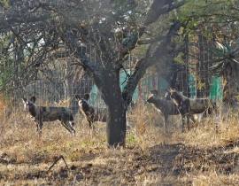 Wild Dogs at UmPhafa Reserve are relocated!