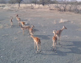 Impala release at Colchester Zoo’s UmPhafa Reserve!