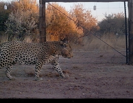 Carnivores caught on camera!