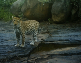 Ranger at UmPhafa tells the story of leopard cub sightings!