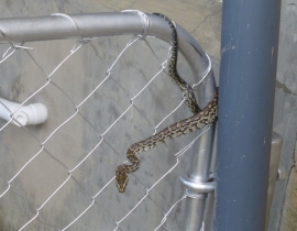 Young Rock python released onto UmPhafa Reserve!