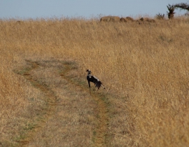 Secretary birds thrive on UmPhafa!