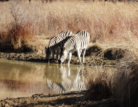 UmPhafa welcomed its first college group to the reserve!