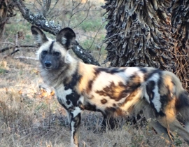 UmPhafa success for the African Wild Dog Project