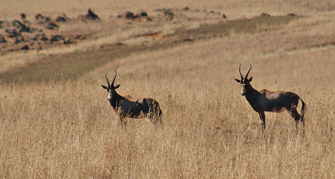 Game Capture at the Reserve