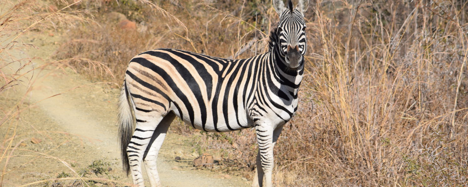 Game Capture at the Reserve