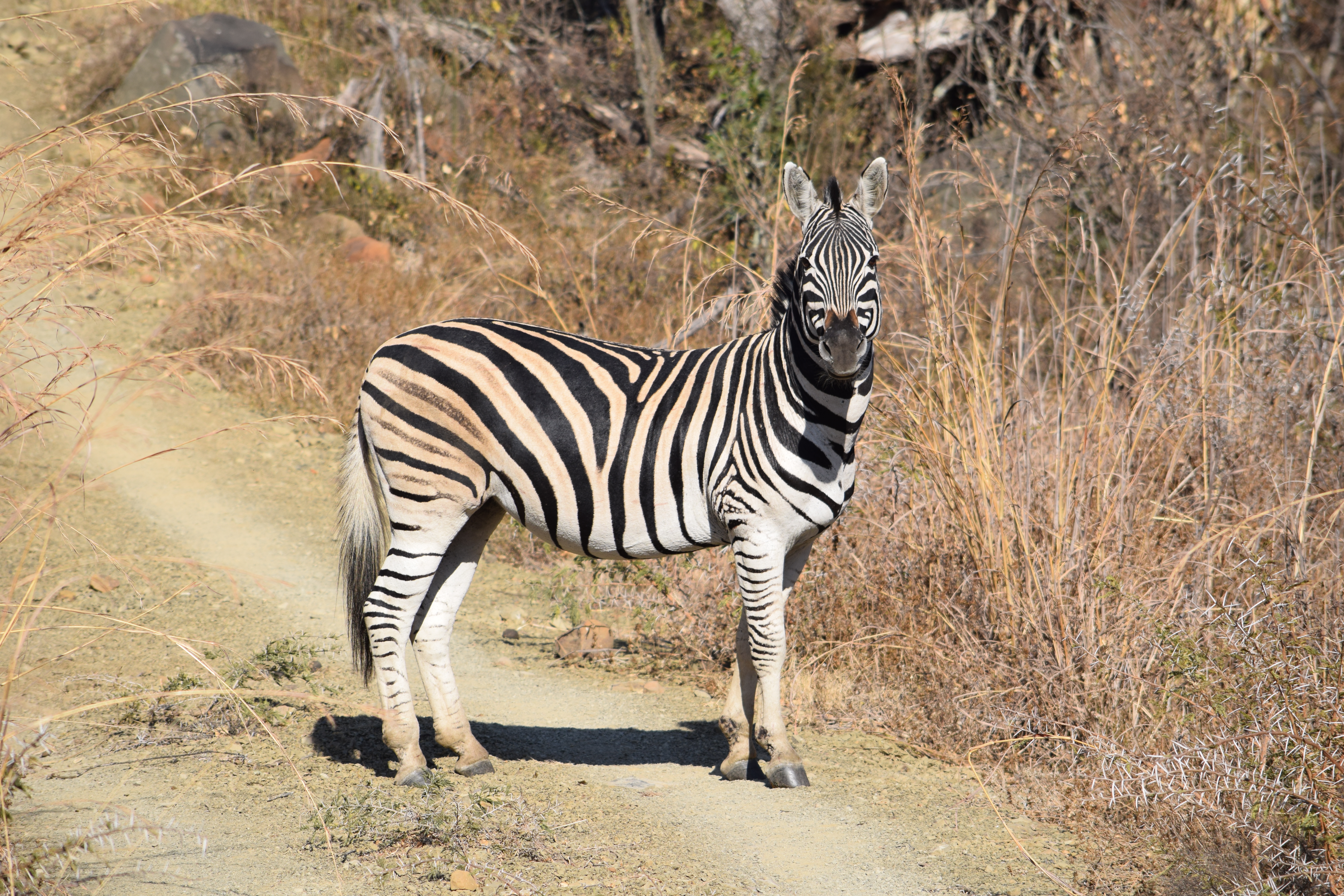 Game Capture at the Reserve