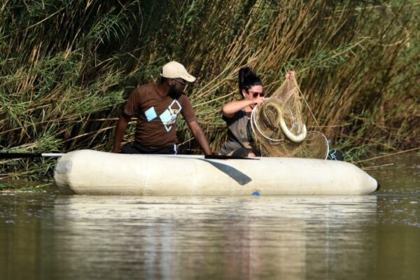 Research into the African Mottled Eel