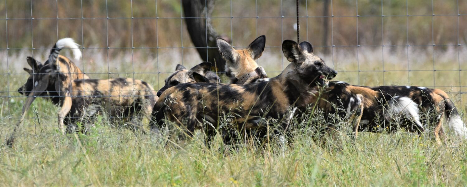 Wild dogs arrive at UmPhafa