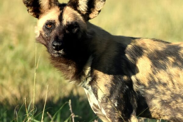 Wild dogs arrive at UmPhafa