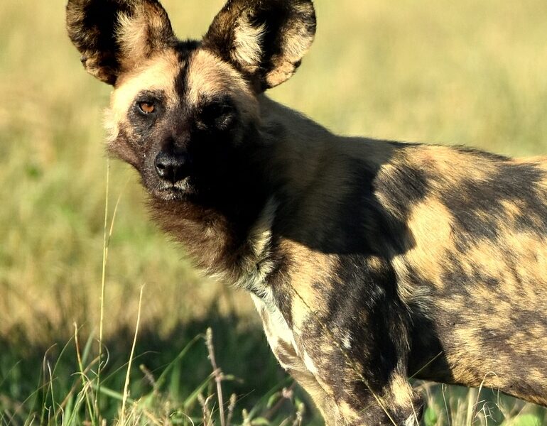 Endangered Wild Dogs move to Malawi