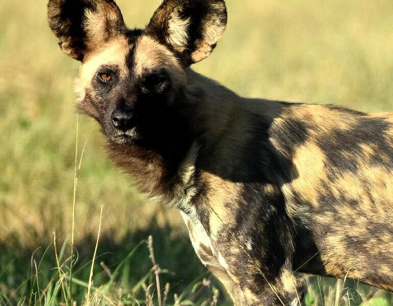 Wild dogs arrive at UmPhafa