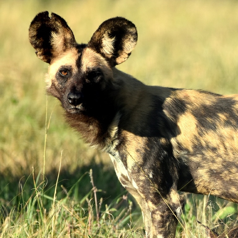 Wild dogs arrive at UmPhafa