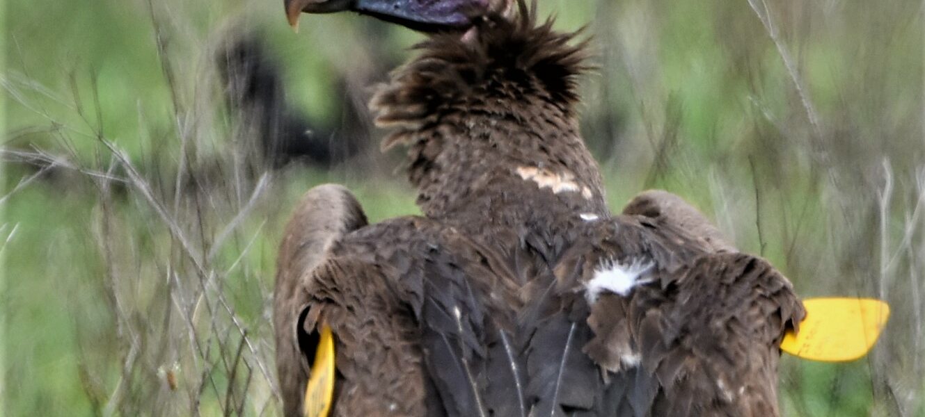 Lappet-faced Vulture Spotted!