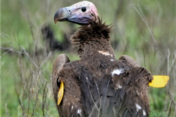 Lappet-faced Vulture Spotted!
