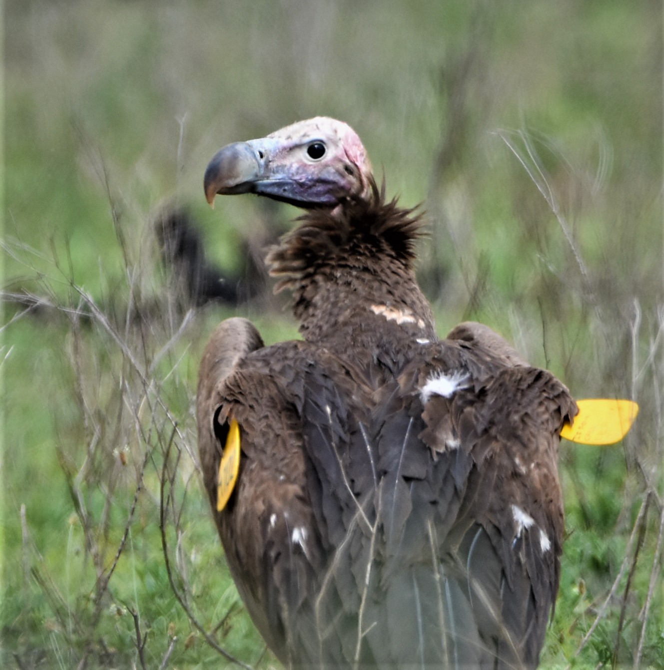 Lappet-faced Vulture Spotted!