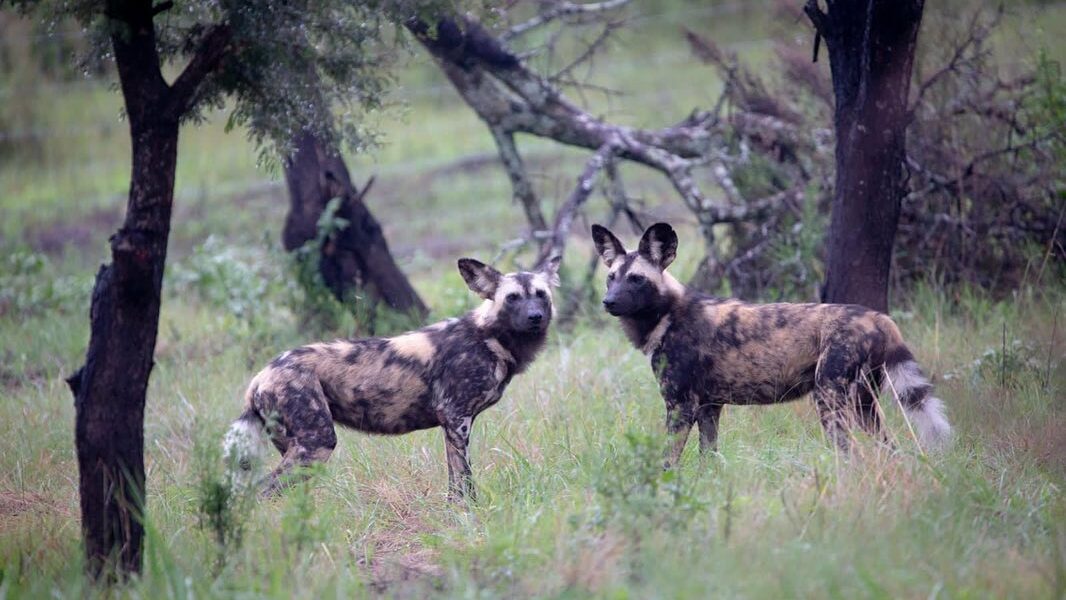 African Painted Dogs