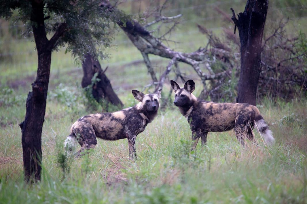 African Painted Dogs