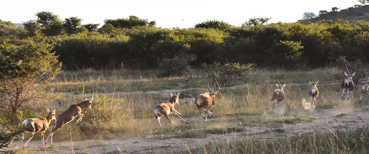 Blesbok on the Reserve