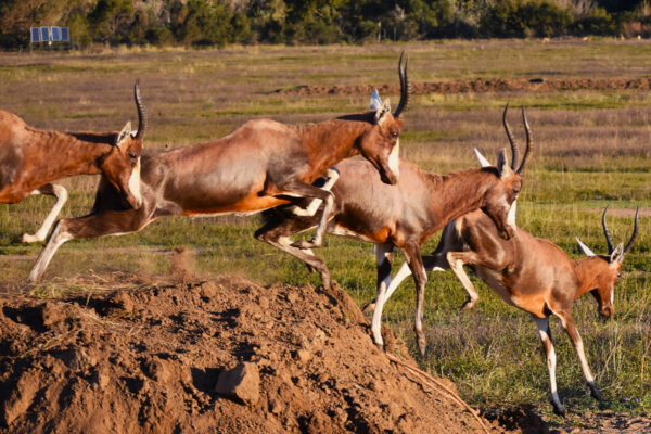 Blesbok on the Reserve