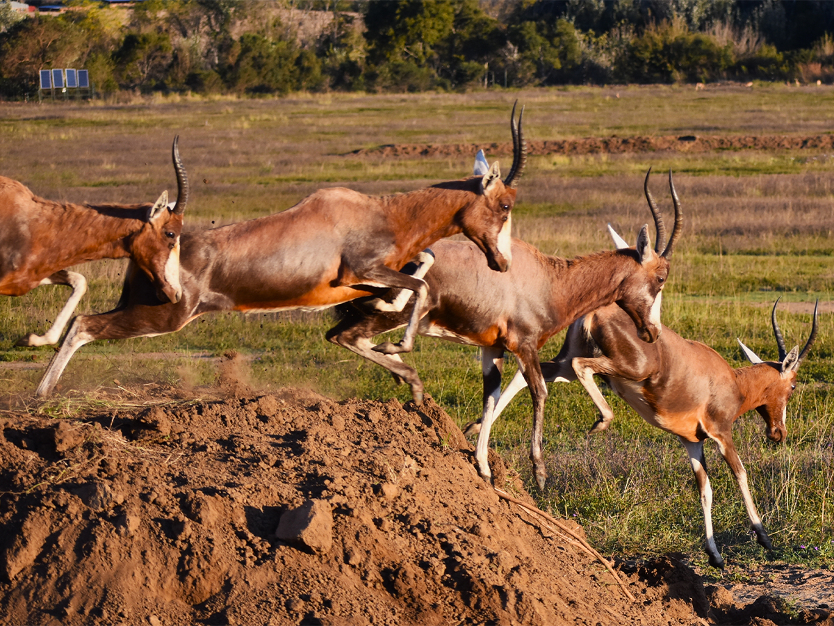 Blesbok on the Reserve