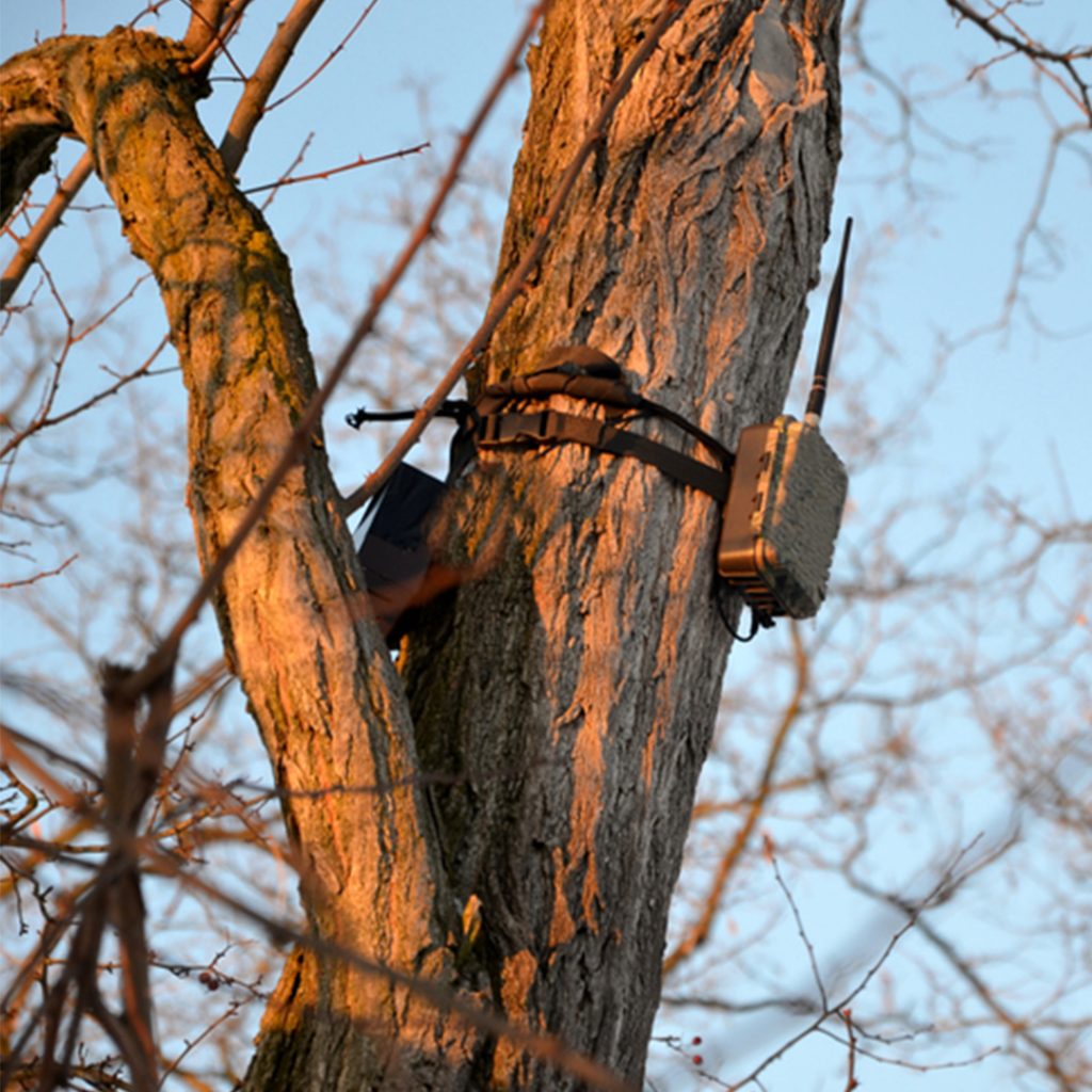 Camera trap tied to a tree to capture footage of animals - field ranger equipment.