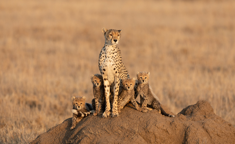 Cheetah conservation project at UmPhafa through donations