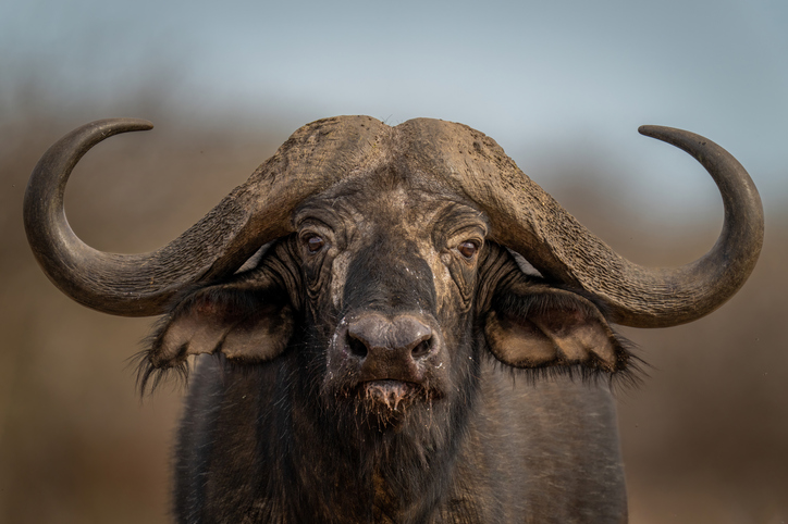 Buffalo conservation project at UmPhafa through donations