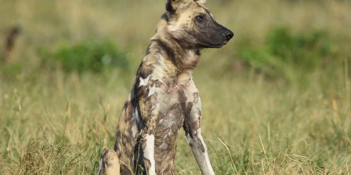 Wild Dogs
