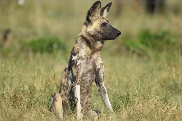 Wild Dogs