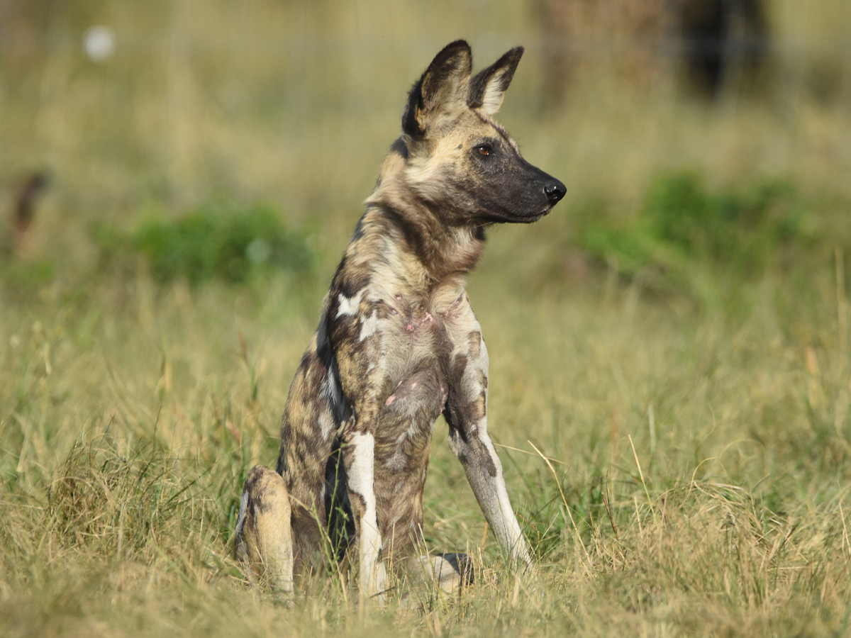 Wild Dogs