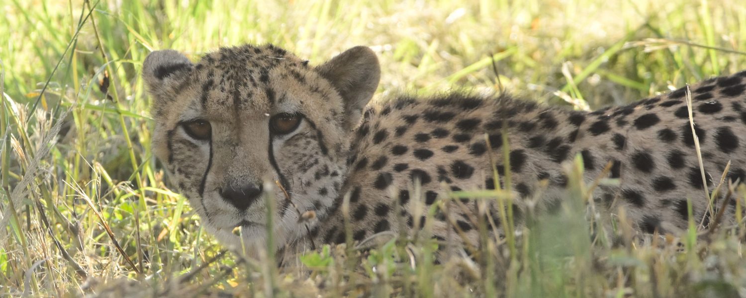 New arrivals on UmPhafa