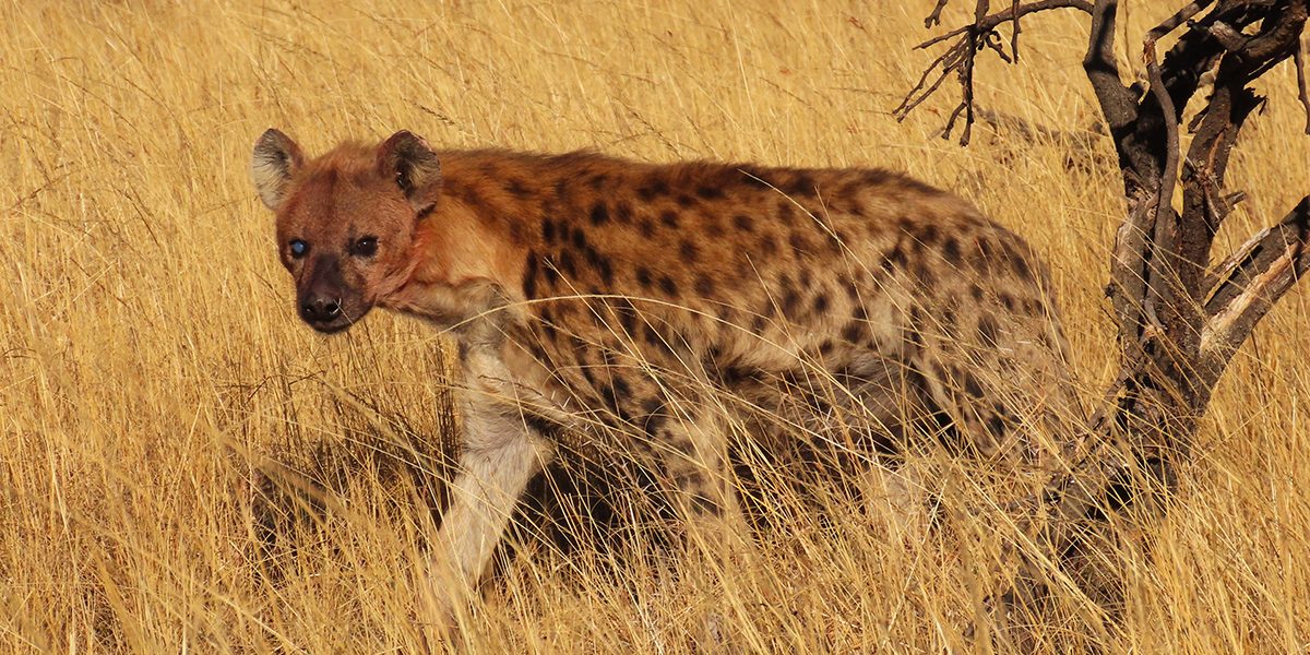 International Hyena Day 2025